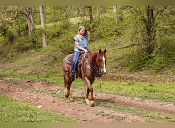 Caballo cuarto de milla, Caballo castrado, 6 años, 155 cm, Ruano alazán