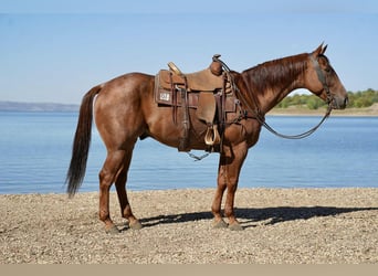 Caballo cuarto de milla, Caballo castrado, 6 años, 155 cm, Ruano alazán
