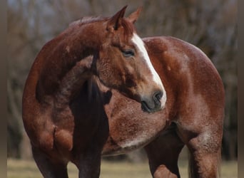 Caballo cuarto de milla, Caballo castrado, 6 años, 155 cm, Ruano alazán