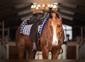 Caballo cuarto de milla, Caballo castrado, 6 años, 155 cm, Ruano alazán