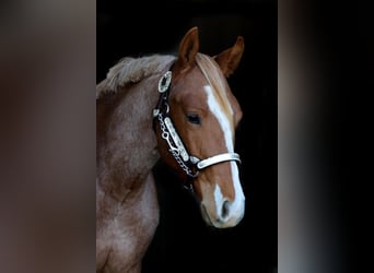 Caballo cuarto de milla, Caballo castrado, 6 años, 155 cm, Ruano alazán