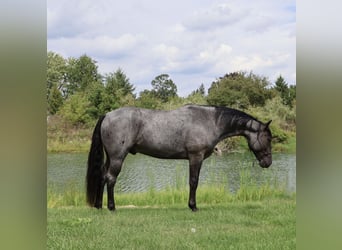 Caballo cuarto de milla, Caballo castrado, 6 años, 155 cm, Ruano azulado