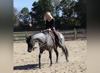 Caballo cuarto de milla, Caballo castrado, 6 años, 155 cm, Ruano azulado
