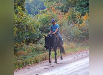 Caballo cuarto de milla, Caballo castrado, 6 años, 155 cm, Ruano azulado