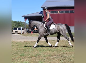 Caballo cuarto de milla, Caballo castrado, 6 años, 155 cm, Ruano azulado