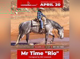 Caballo cuarto de milla, Caballo castrado, 6 años, 155 cm, Tordo