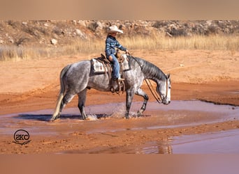Caballo cuarto de milla, Caballo castrado, 6 años, 155 cm, Tordo