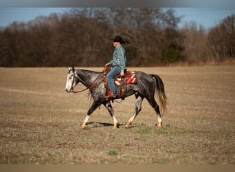 Caballo cuarto de milla, Caballo castrado, 6 años, 155 cm, Tordo