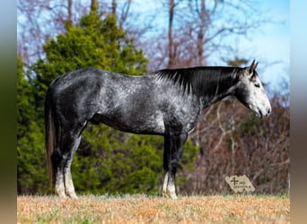 Caballo cuarto de milla, Caballo castrado, 6 años, 155 cm, Tordo