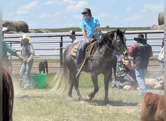 Caballo cuarto de milla, Caballo castrado, 6 años, 155 cm, Tordo