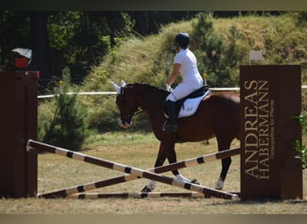 Caballo cuarto de milla, Caballo castrado, 6 años, 156 cm, Castaño