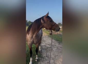 Caballo cuarto de milla, Caballo castrado, 6 años, 156 cm, Castaño-ruano