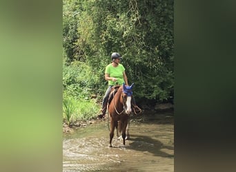 Caballo cuarto de milla, Caballo castrado, 6 años, 156 cm