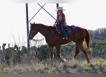 Caballo cuarto de milla, Caballo castrado, 6 años, 157 cm, Alazán rojizo