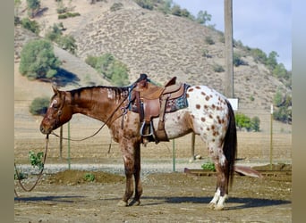 Caballo cuarto de milla, Caballo castrado, 6 años, 157 cm, Buckskin/Bayo