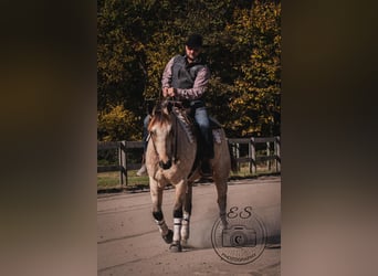 Caballo cuarto de milla, Caballo castrado, 6 años, 157 cm, Buckskin/Bayo