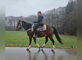 Caballo cuarto de milla Mestizo, Caballo castrado, 6 años, 157 cm, Castaño