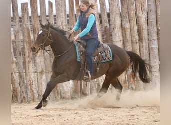 Caballo cuarto de milla Mestizo, Caballo castrado, 6 años, 157 cm, Castaño rojizo
