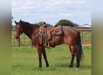Caballo cuarto de milla, Caballo castrado, 6 años, 157 cm, Castaño-ruano