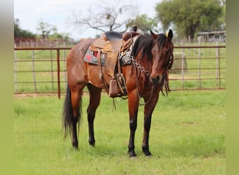 Caballo cuarto de milla, Caballo castrado, 6 años, 157 cm, Castaño-ruano