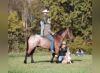Caballo cuarto de milla, Caballo castrado, 6 años, 157 cm, Castaño-ruano