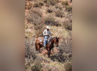 Caballo cuarto de milla, Caballo castrado, 6 años, 157 cm, Castaño-ruano