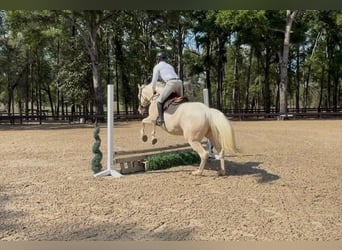 Caballo cuarto de milla, Caballo castrado, 6 años, 157 cm, Cremello