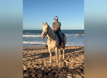 Caballo cuarto de milla, Caballo castrado, 6 años, 157 cm, Cremello