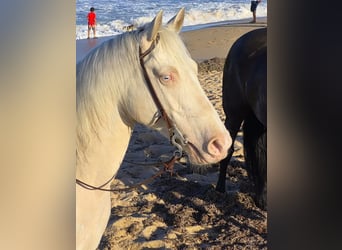 Caballo cuarto de milla, Caballo castrado, 6 años, 157 cm, Cremello