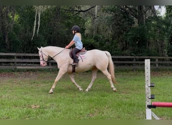 Caballo cuarto de milla, Caballo castrado, 6 años, 157 cm, Cremello