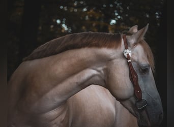 Caballo cuarto de milla, Caballo castrado, 6 años, 157 cm, Perlino