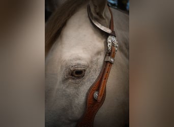Caballo cuarto de milla, Caballo castrado, 6 años, 157 cm, Perlino