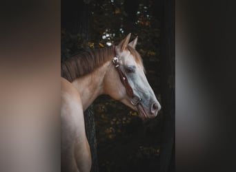Caballo cuarto de milla, Caballo castrado, 6 años, 157 cm, Perlino