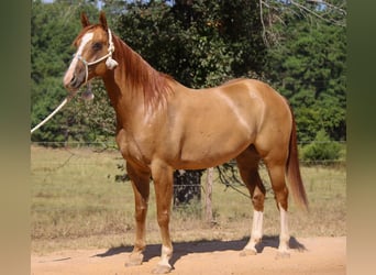 Caballo cuarto de milla, Caballo castrado, 6 años, 157 cm, Red Dun/Cervuno