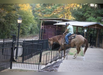 Caballo cuarto de milla, Caballo castrado, 6 años, 157 cm, Red Dun/Cervuno