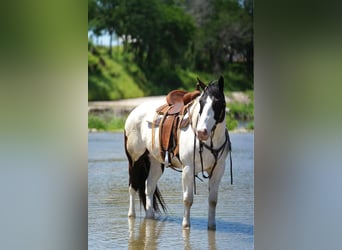 Caballo cuarto de milla, Caballo castrado, 6 años, 157 cm, Tobiano-todas las-capas