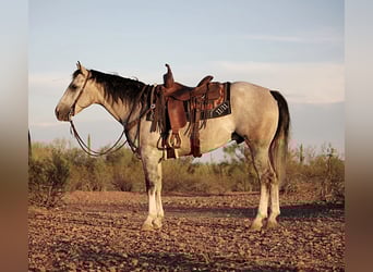 Caballo cuarto de milla, Caballo castrado, 6 años, 157 cm, Tordo