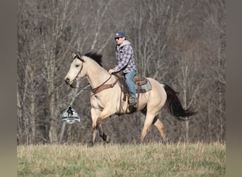 Caballo cuarto de milla, Caballo castrado, 6 años, 160 cm, Buckskin/Bayo