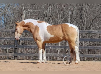 Caballo cuarto de milla Mestizo, Caballo castrado, 6 años, 160 cm