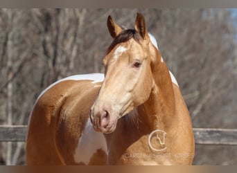 Caballo cuarto de milla Mestizo, Caballo castrado, 6 años, 160 cm