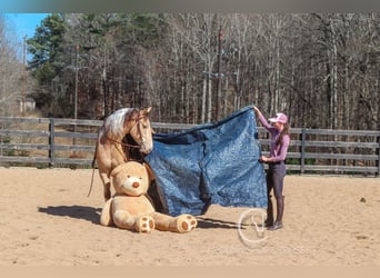 Caballo cuarto de milla Mestizo, Caballo castrado, 6 años, 160 cm