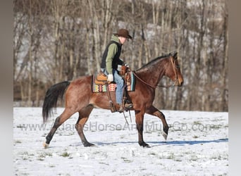 Caballo cuarto de milla, Caballo castrado, 6 años, 160 cm, Castaño-ruano