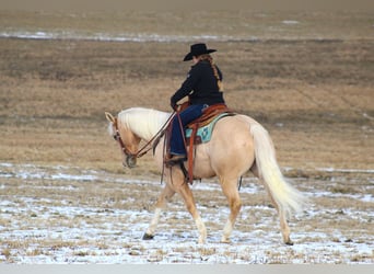 Caballo cuarto de milla, Caballo castrado, 6 años, 160 cm, Palomino