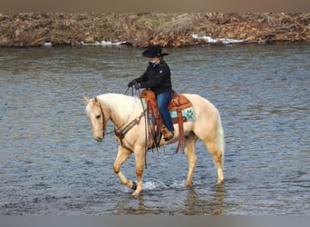 Caballo cuarto de milla, Caballo castrado, 6 años, 160 cm, Palomino