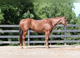 Caballo cuarto de milla, Caballo castrado, 6 años, 160 cm, Ruano alazán