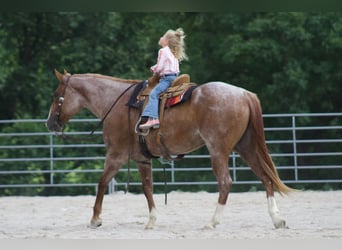 Caballo cuarto de milla, Caballo castrado, 6 años, 160 cm, Ruano alazán