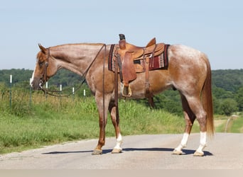 Caballo cuarto de milla, Caballo castrado, 6 años, 160 cm, Ruano alazán