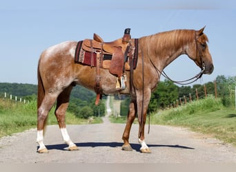 Caballo cuarto de milla, Caballo castrado, 6 años, 160 cm, Ruano alazán