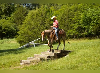 Caballo cuarto de milla, Caballo castrado, 6 años, 160 cm, Ruano alazán