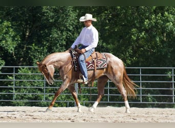 Caballo cuarto de milla, Caballo castrado, 6 años, 160 cm, Ruano alazán